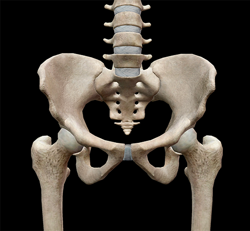5 Facts about the Anatomy of the Pelvic Cavity